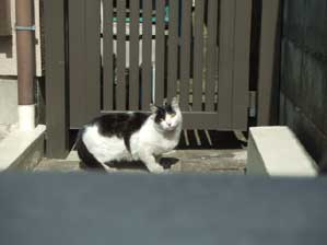 �C�C���`���I