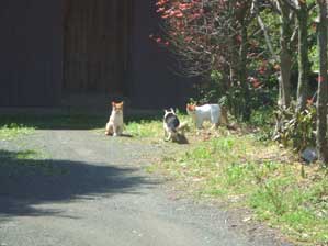 �������I�@������I