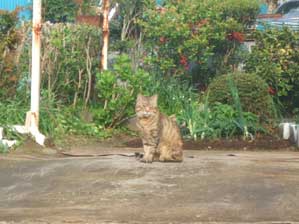 �o�������`�`�@�������炢���������I