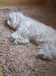 �͂��Ⴌ�߂��Ĕ�ꂽ�x�`�`