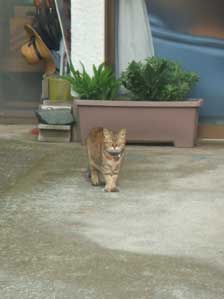 ���͂悤�������܂��I