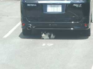 �͂��I�@�����̂œ��A�ɔ��Ă���܂���I