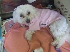 ���肪�Ƃ��I