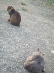 �����������Ȃ�̂��ȁ`