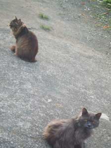 �����[�[�@���ɂ����񂩂��I