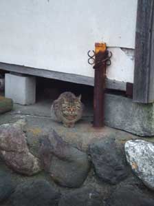 ����ł����`�`