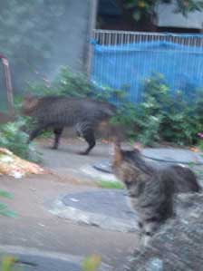 ���g�̏p�f�[�X