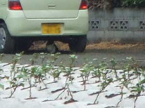 �����ł����