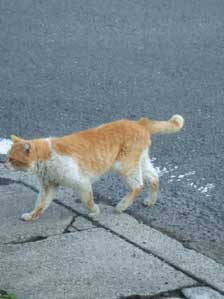 ���O�͂܂�Ȃ��@�l�Ԃ��ȁ`