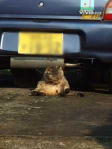 ���O����Ɍ������Ƃ���ŁA�ǂ��ɂ��Ȃ�ˁ`�񂾂�`��