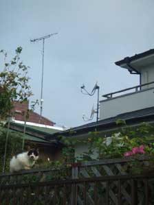 �Ђ����Ԃ肶��́`