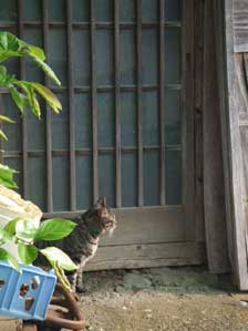 �����Ȃ̂�`�@�����肠����������Ă��`