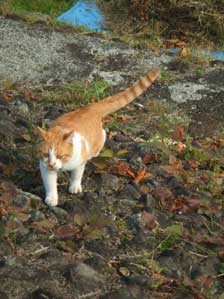 �łĂ����Ȃ�@�ł��Ă݂ȁ`�`