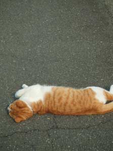 ������Ȃ���`