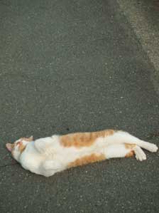 �������Ă����Ȃ�����`��