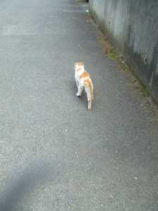 �J�@�E�X�Ɓ`�@��