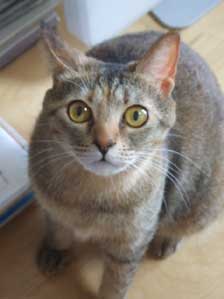 ���肪�Ƃ��I