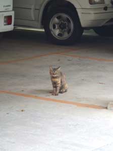 �Ȃ�ł��Ȃ��I