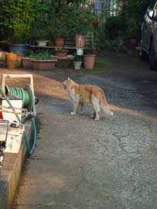 �������Ȃ��t���`