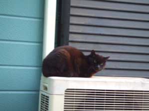 ������@�N���Ă�����Ă΁I