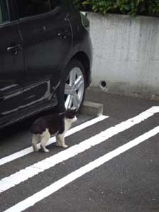 ���肪�Ƃ��I�@�Ƃ���ł��񂽁@�Ȃ�Ńo�C�N�����Ă���́H