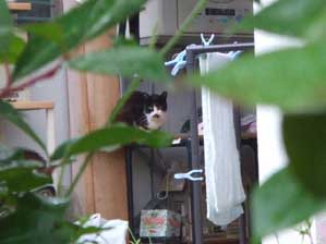 ���񖈉�@�����������₪���ā`