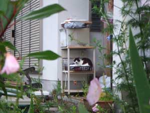 �i���̂˂��[�@�z���ȁ`