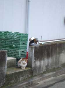 ���Ԃ���L�`�`