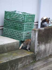 ����Ȃ���`