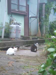 �O�C�ň�˒[��c���Ă����̂�B