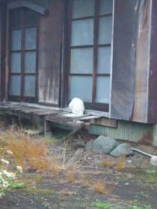 ������O����I�@�Ă΂�Ă݂�Ȃ������Ǝv�������܂��������[�[�@�R�m�����[