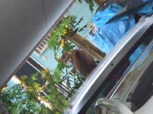 ���ʂ����I�@�Ђ����Ԃ肶��́`��B�B�B