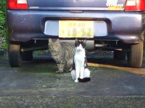 ������@�Ⴄ���Č����������