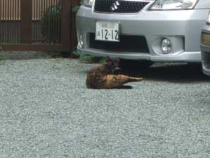 �j�����_�`�@�Ă����艞�����Ă���Ă����̂��ƁB�B�B