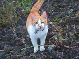 �j�[�n�I�I