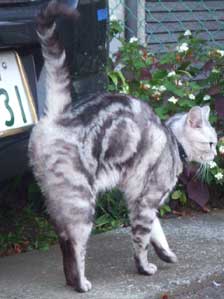 ���肪�Ƃ��I