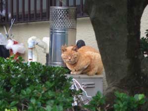 �Q�Ă��܂��B