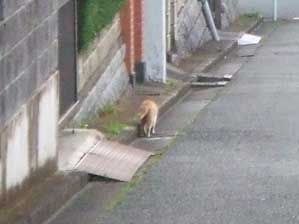 �V�т����܂����B