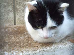 ���̊p�x���D���Ȃ̂�