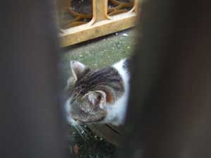 �Ă΂�Ă���̂��ȁH