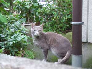 ������p�ł����H