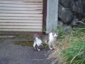 ���킢���ł���I