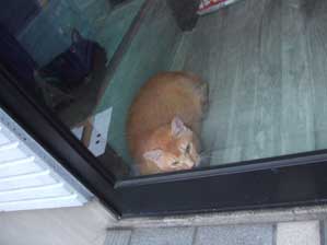 �����Ȑ��Łu���͂悤�������܂��v