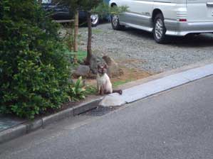 ���C�����ˁ`�@���͂悤�I