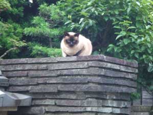 �������A����Ă��܂����B