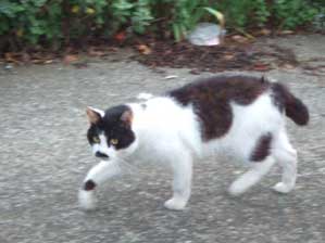 �����͌��킹�Ă��炤���`