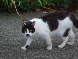 �l�ԁI�@�n�����g���h�~�����Ƃ���Ă���I