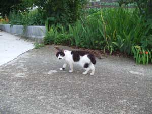 �����ā@����Q��Ȃ���