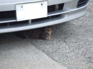 �͂��@�|�[�Y�I