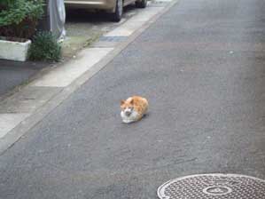 �m���炵�悤